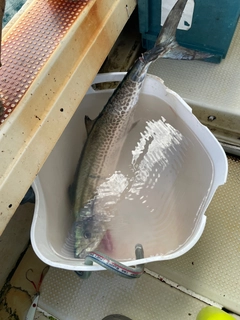 サワラの釣果