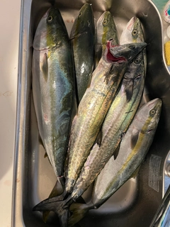 メジロの釣果