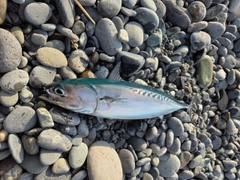 マルソウダの釣果