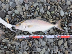 ショゴの釣果