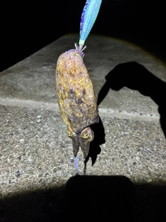 コウイカの釣果