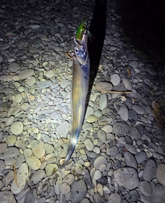 タチウオの釣果