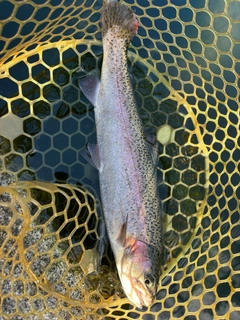 トラウトの釣果