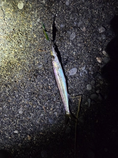 カマスの釣果