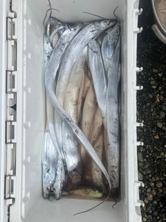 タチウオの釣果