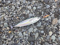 マルソウダの釣果