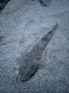 マゴチの釣果