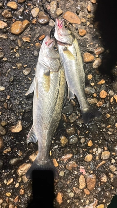 シーバスの釣果