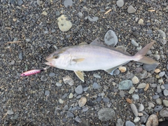 ショゴの釣果