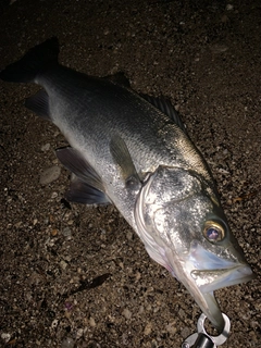 ヒラスズキの釣果