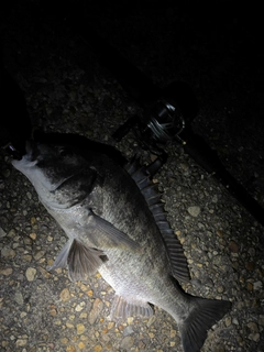 クロダイの釣果