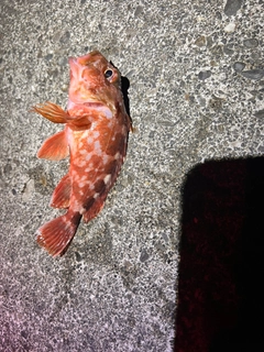 カサゴの釣果