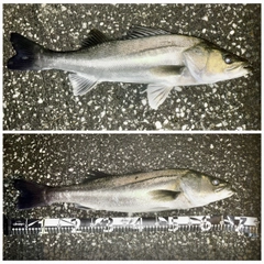 シーバスの釣果