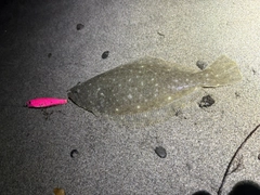 ヒラメの釣果