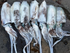 アオリイカの釣果