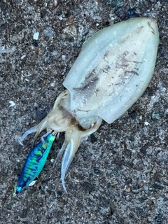 コウイカの釣果