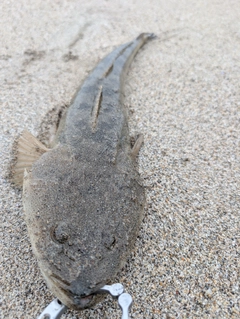 マゴチの釣果