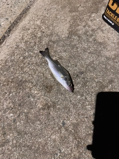 セイゴ（ヒラスズキ）の釣果