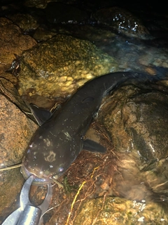ナマズの釣果