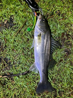セイゴ（マルスズキ）の釣果