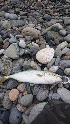 フクラギの釣果