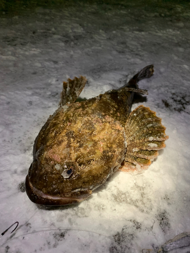 カジカの釣果