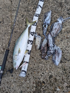 フクラギの釣果