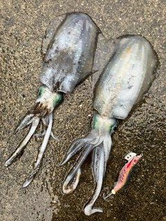 アオリイカの釣果