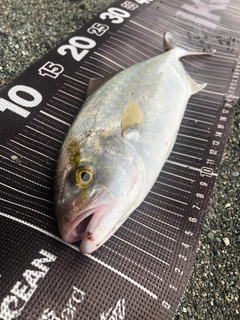 ショゴの釣果