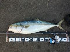 ワラサの釣果