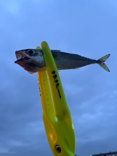 サバの釣果