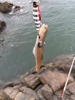 エソの釣果