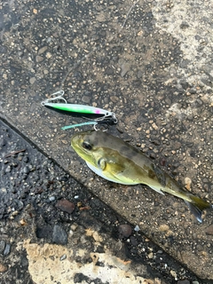 フグの釣果