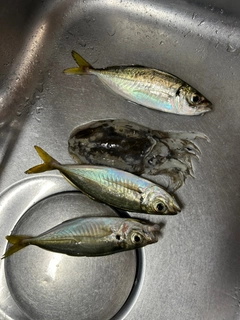 モンゴウイカの釣果