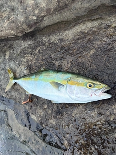ワカシの釣果