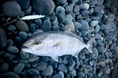 ショゴの釣果