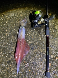 ヤリイカの釣果