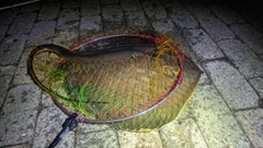 アカエイの釣果
