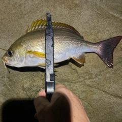イサキの釣果