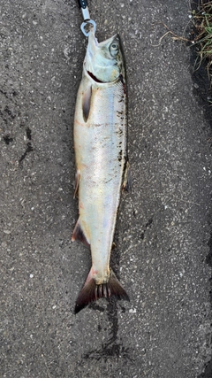 アキアジの釣果