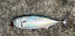 スマガツオの釣果