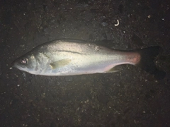 セイゴ（ヒラスズキ）の釣果
