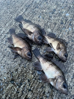 メバルの釣果