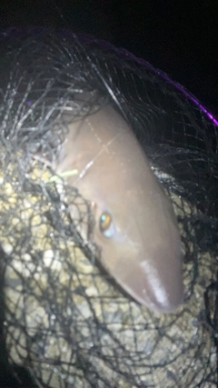 サメの釣果