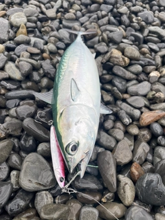 ヒラソウダの釣果