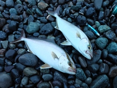 ショゴの釣果