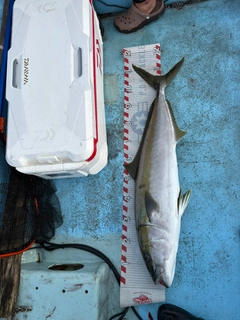 ブリの釣果