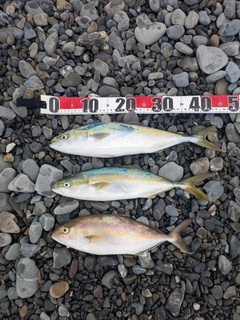 イナダの釣果