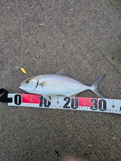 ショゴの釣果