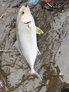 ショゴの釣果
